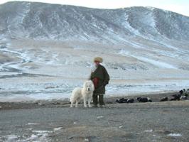 Mastiff Dog Snow Mountain